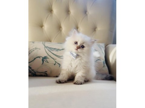 Sevimli Minik British Longhair