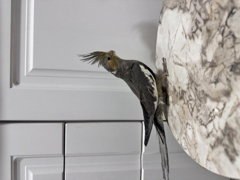 Sahiplendirilecek Sultan Papağanı (₺)