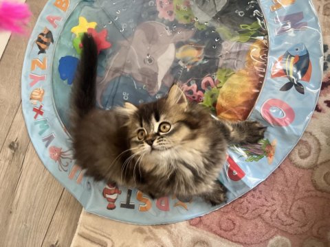 British Longhair Cinsi Kedimiz