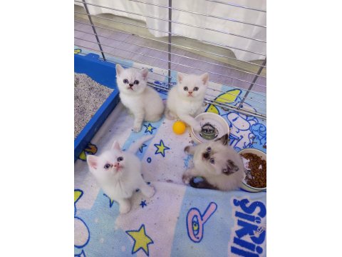 Sevimli British Shorthair Bebişler