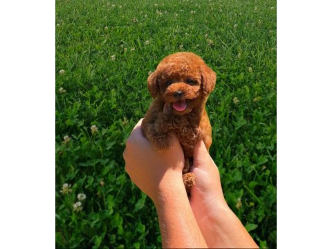 Sağlık Irk Garantili Orjinal Toy Poodle