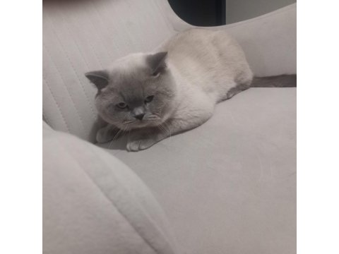 8 Aylik Erkek British Shorthair