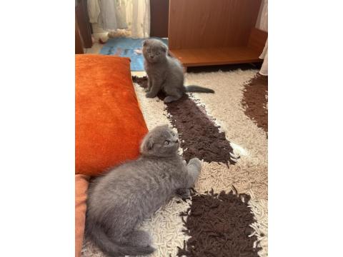 Scottish Fold Yavru