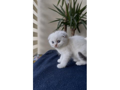 Premium Scottish Ve British Yavruları 45 Günlük