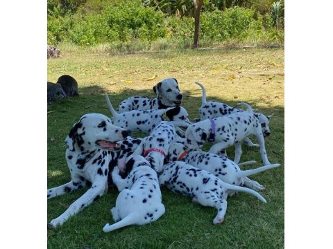 Irk Garantili Dalmaçyalı Yavruları