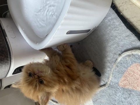 40 Günlük İran Kedisi Yavrular