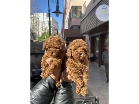 Tarçın Rengi Kore Red Brown Toy Poodle Yavrularımız