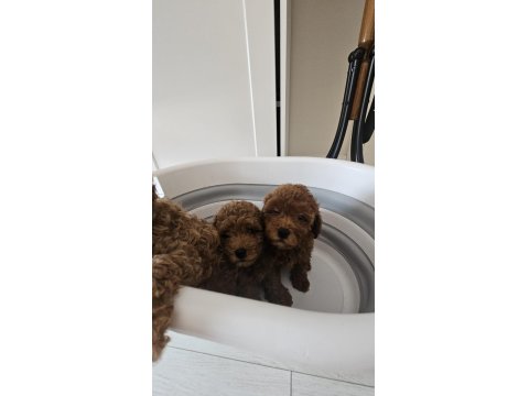 55 Günlük Toy Poodle Yavruları