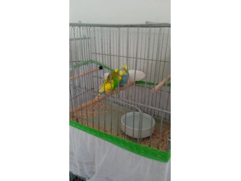 Slm Bir Çift Yerli Takım Muhabbet Kuşum Satılıktır