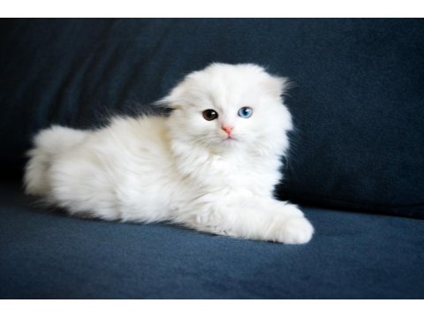 Güzel Scottish Fold Kızlarımız Yeni Yuvasına Gitmeye Hazır