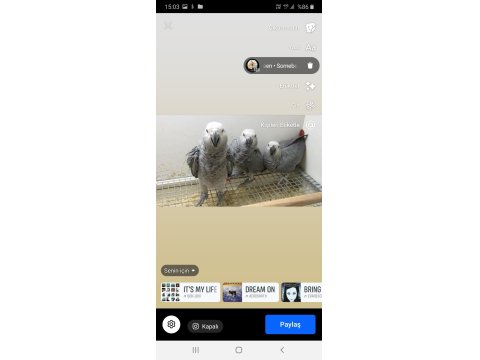 Jako Papağanlar Mevcut