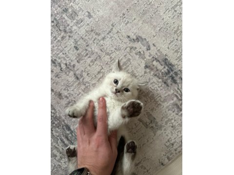 British Shorthair 2 Aylık Erkek