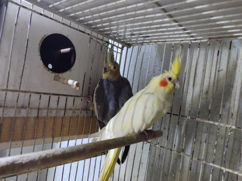 Sultan Papağanları