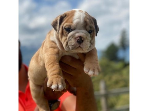 İngiliz Bulldog Yavru Köpekler