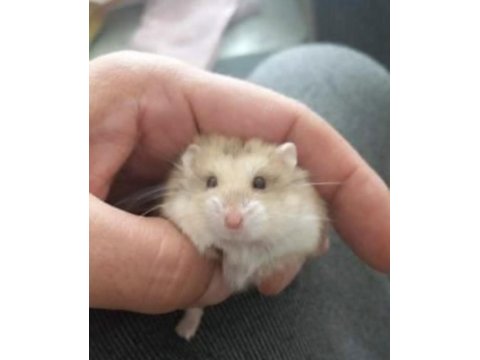 Yavru Hamsterlar