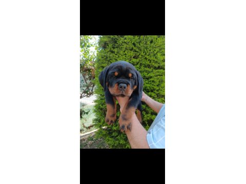 Şampiyon Rottweiler Köpeği Yavrularımız