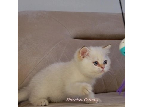 Golden Point British Shorthair Yavru Erkek