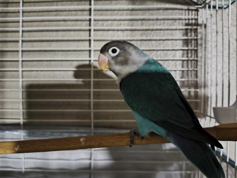 Yeni Yeme Düşmüş Evcil Cennet Papağanı