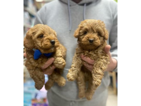 Red Maltipoo Yavrular (Wc Eğitimli)