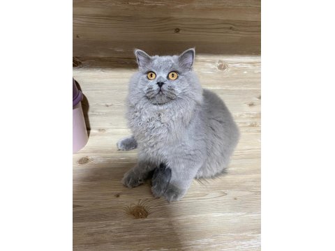 5 Aylık British Longhair
