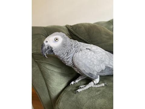 Üst Düzey Jako Papağanı 4 Yaşında