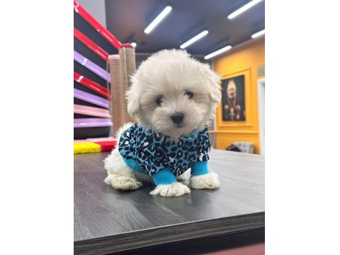 Kore Maltese Bebekler