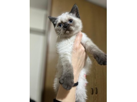 British Shorthair Yavrularımız Yeni Yuvalarını Arıyor