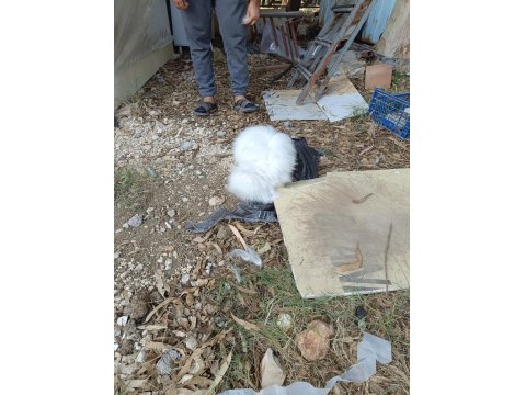 Hollanda Teddy Lop Tavşanı 8 Aylık