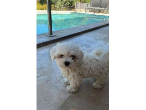 Teacup Maltese Yavrularımız