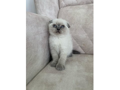Ayı Surat Top Kafa Sıfır Kulak Scottish Fold Erkek Bebiş