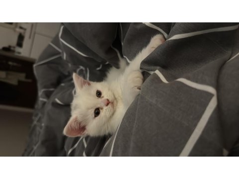 Eğitimleri Tam Sevecen Bir Minnoş Kedimiz