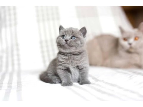 Irk Ve Sağlık Garantili Ayı Surat British Shorthair Bebekler