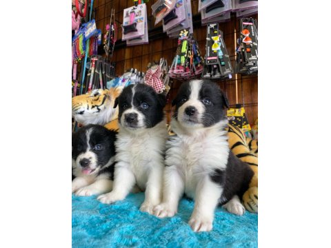 Enerjisiyle Hayatınıza Neşe Katacak Border Collie!