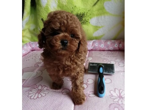 Toy Poodle Red Brown Kore Mini Yavrular