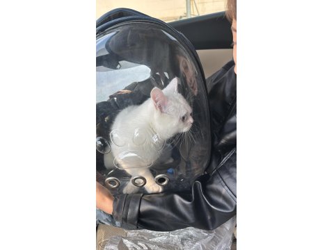 British Shorthair Erkek Yeni Yuvasını Arıyor
