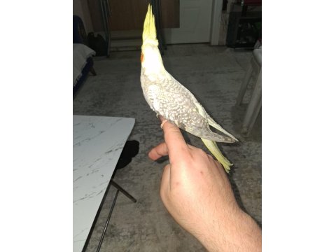 2 Aylık Yeni Yeme Düşen Sultan Papağanı