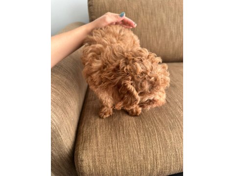 2,5 Aylık Toy Poodle Dişi