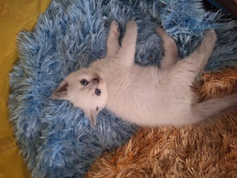 2 Aylık British Shorthair Yavruları