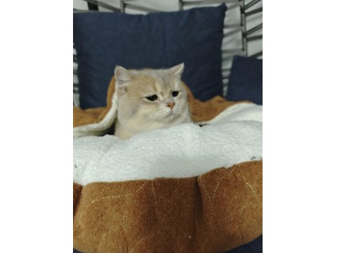 Safkan British Shorthair Ay11 Erkek