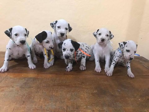 Dalmaçyalı Yavruları