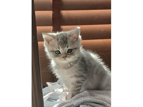 Silver Erkek Yavru Kedimiz