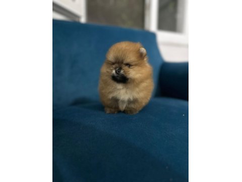 Bize Danışmadan Pomeranian Almayın