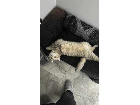 British Oğlumuz Oscar İçin İyi Bakabilecek Birini Arıyoruz