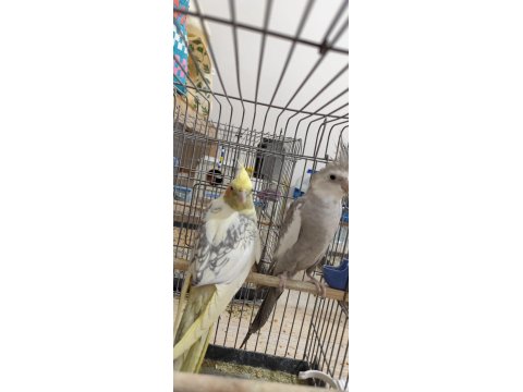 Sağlam Kan Hattı Olan Takım Sultan Papağanı