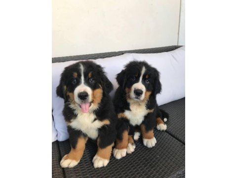 Bernese Mountain Dog Yavruları