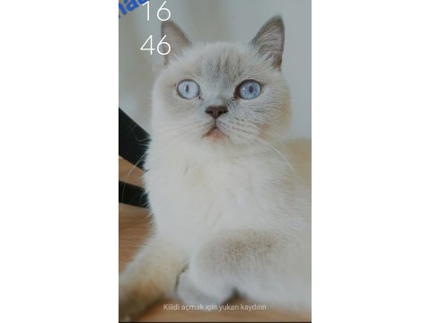 Ücretsiz Sahiplendirme 4 Yaşında Kedimiz