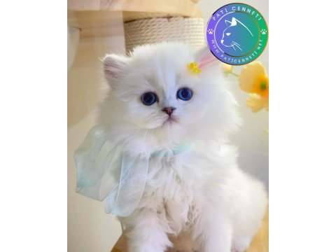 Patili Melek Silver British Longhair