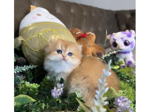 Yüksek Kalite Ny12 Golden British Longhair