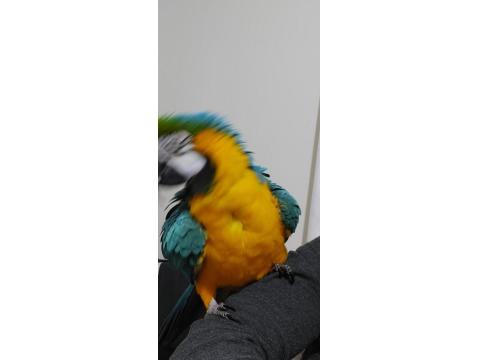 Macaw Papağanım Paşamı Sahiplendiriyorum