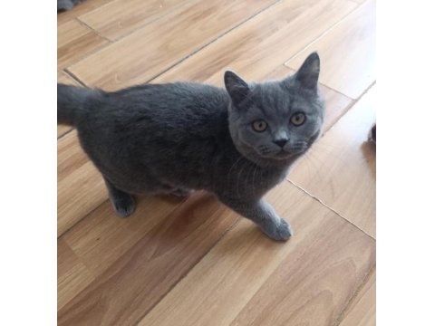 Oyuncu Erkek Scottish Yavrumuz Ücretsiz Sahiplendirilecektir